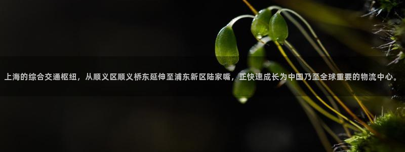 豪门国际注册上限是啥意思：上海的综合